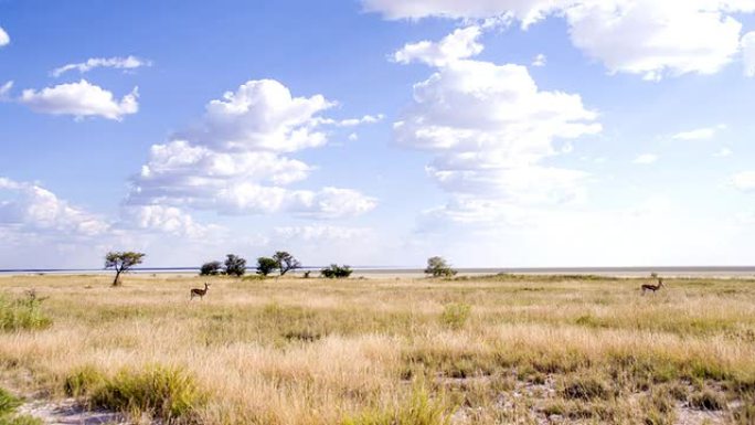 纳米比亚大草原的WS跳羚瞪羚