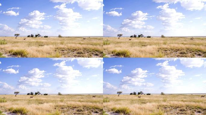 纳米比亚大草原的WS跳羚瞪羚