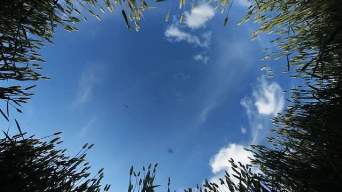 HD DOLLY：蓝天下的春小麦