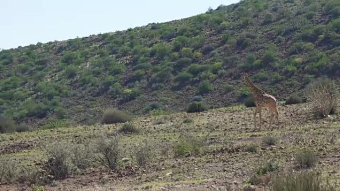 野生长颈鹿群。