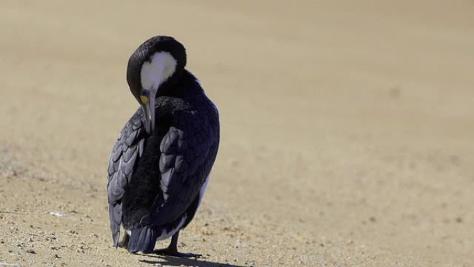 缓慢运动：Cormorant