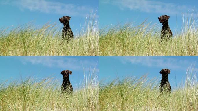 沙丘上的狗（高清1080）