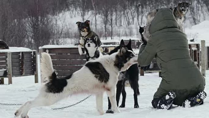 WS女人为雪橇犬拍照