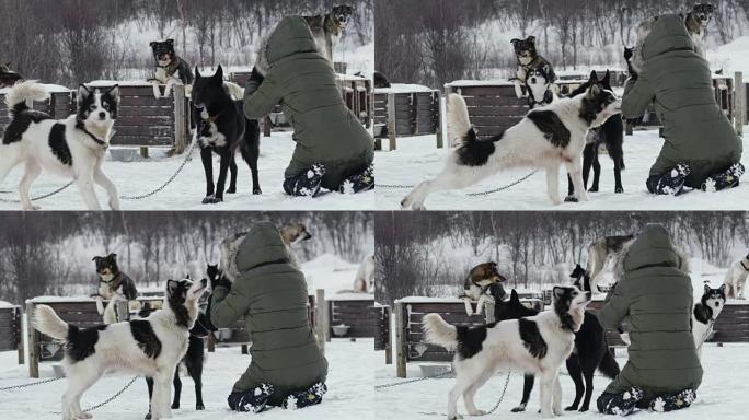 WS女人为雪橇犬拍照