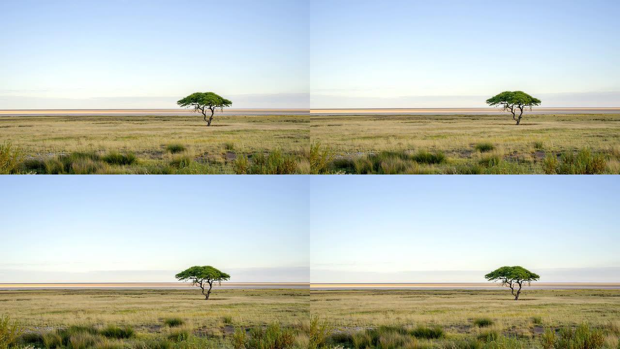 非洲大草原上的WS孤树