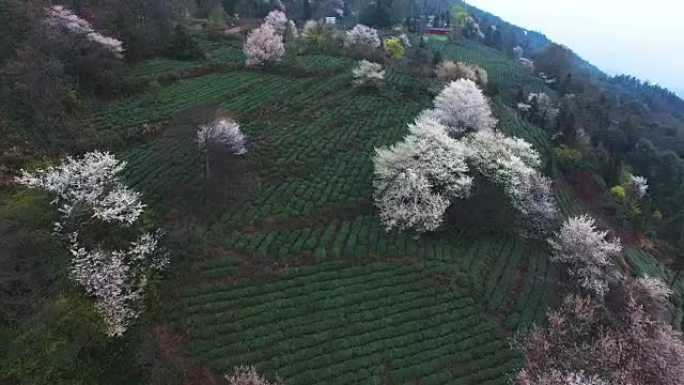 花开山中茶场鸟瞰图，4k