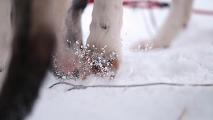 SLO MO雪地狗在雪地里挖
