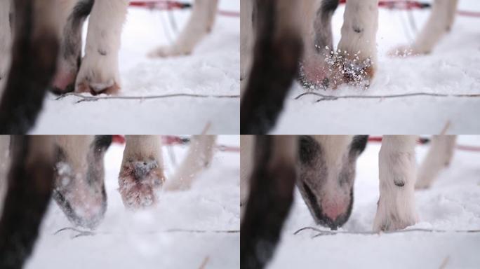 SLO MO雪地狗在雪地里挖