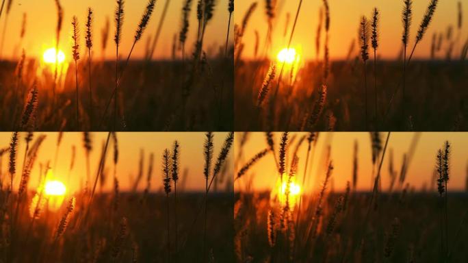 HD DOLLY：日落时的小麦茎