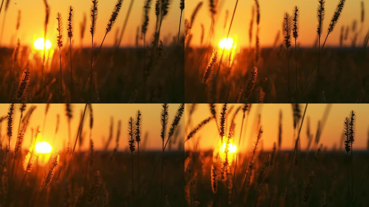 HD DOLLY：日落时的小麦茎