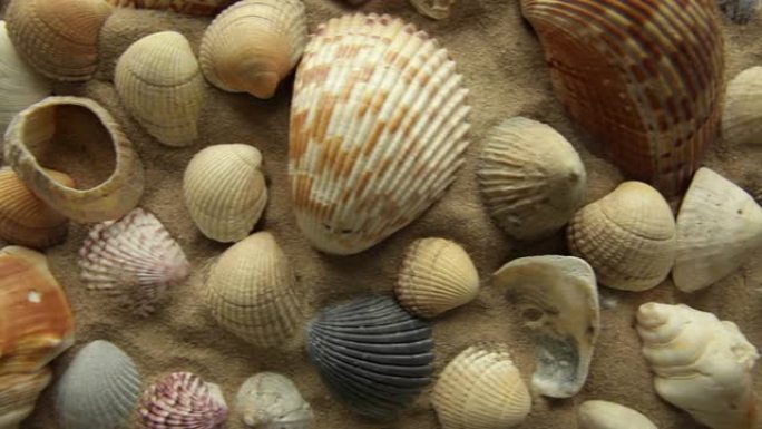 sea shells        NA BA