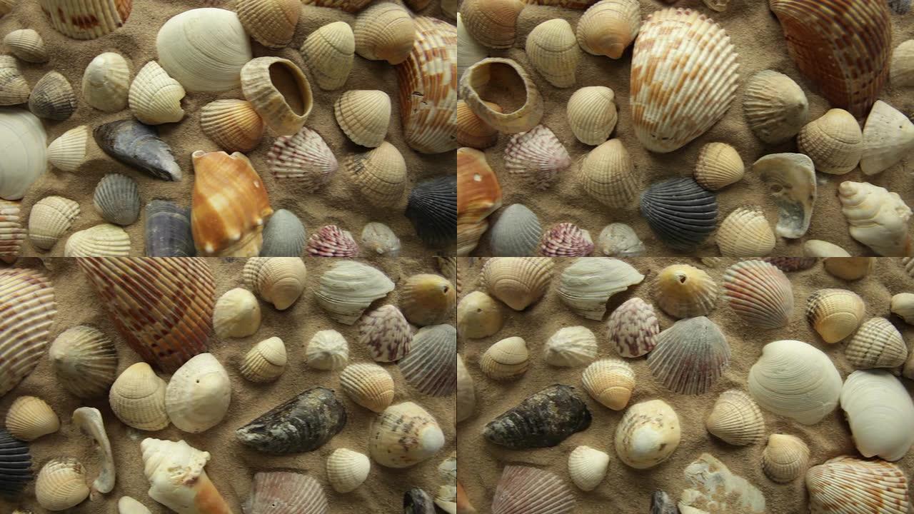 sea shells        NA BA