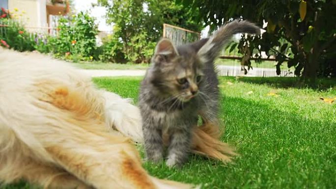 高清超级慢镜头：小猫抓狗尾巴
