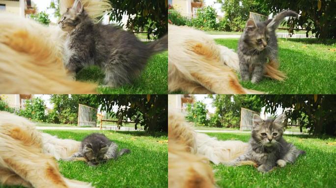 高清超级慢镜头：小猫抓狗尾巴