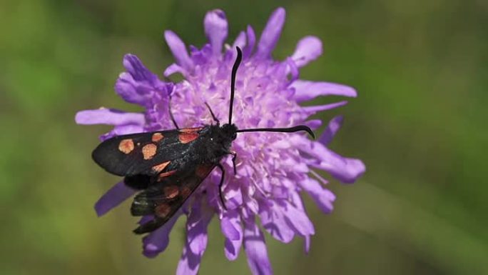 五点烧伤紫色花朵昆虫虫子微距虫子
