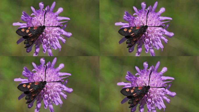 五点烧伤紫色花朵昆虫虫子微距虫子