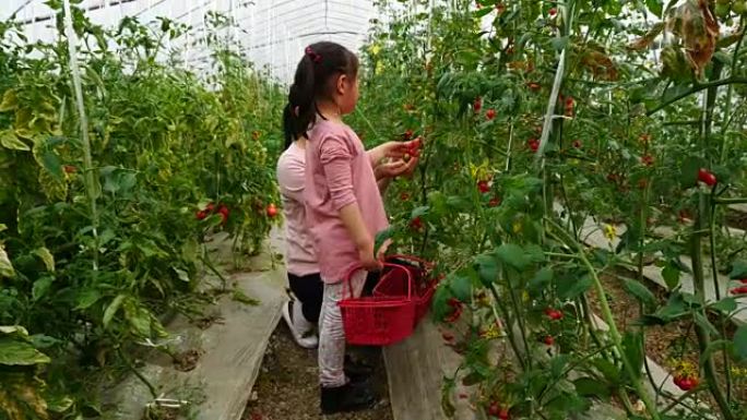 亚洲小女孩和妈妈在农场采摘樱桃番茄