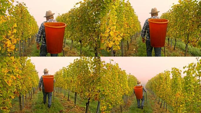 TS葡萄种植者收割葡萄