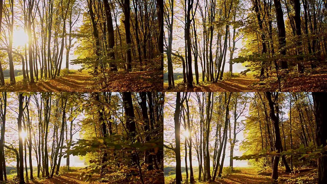 森林里美丽的秋树秋天到了枫叶黄叶枯叶叶子