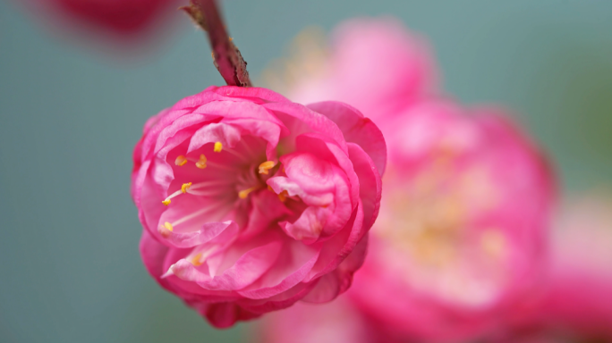 花开延时 开花瞬间