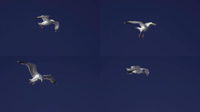 慢动作：海鸥空镜头特写飞翔