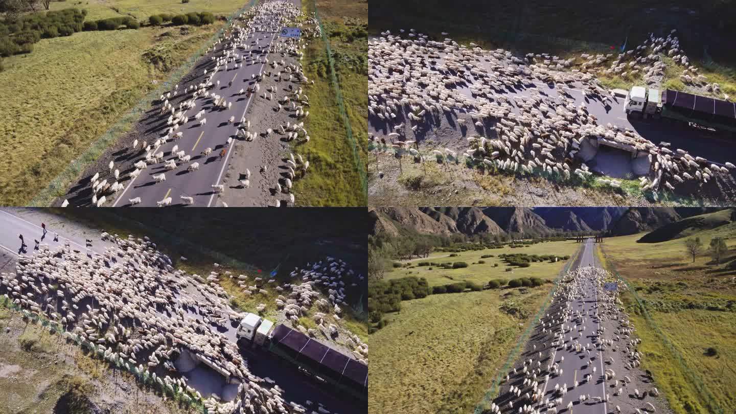 航拍新疆独库公路羊群 牧民 放牧
