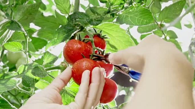 园丁女士从植物上切下番茄