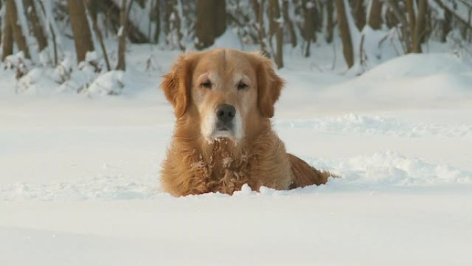 HD DOLLY：躺在雪地里的金毛寻回犬