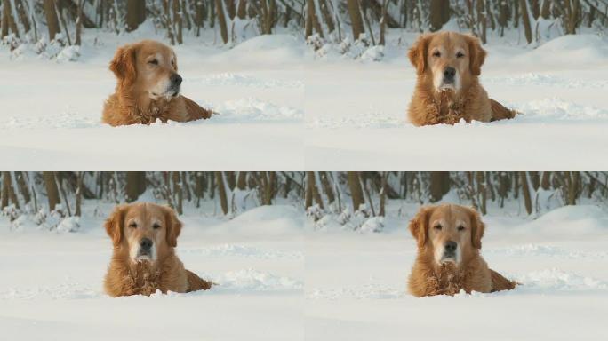 HD DOLLY：躺在雪地里的金毛寻回犬