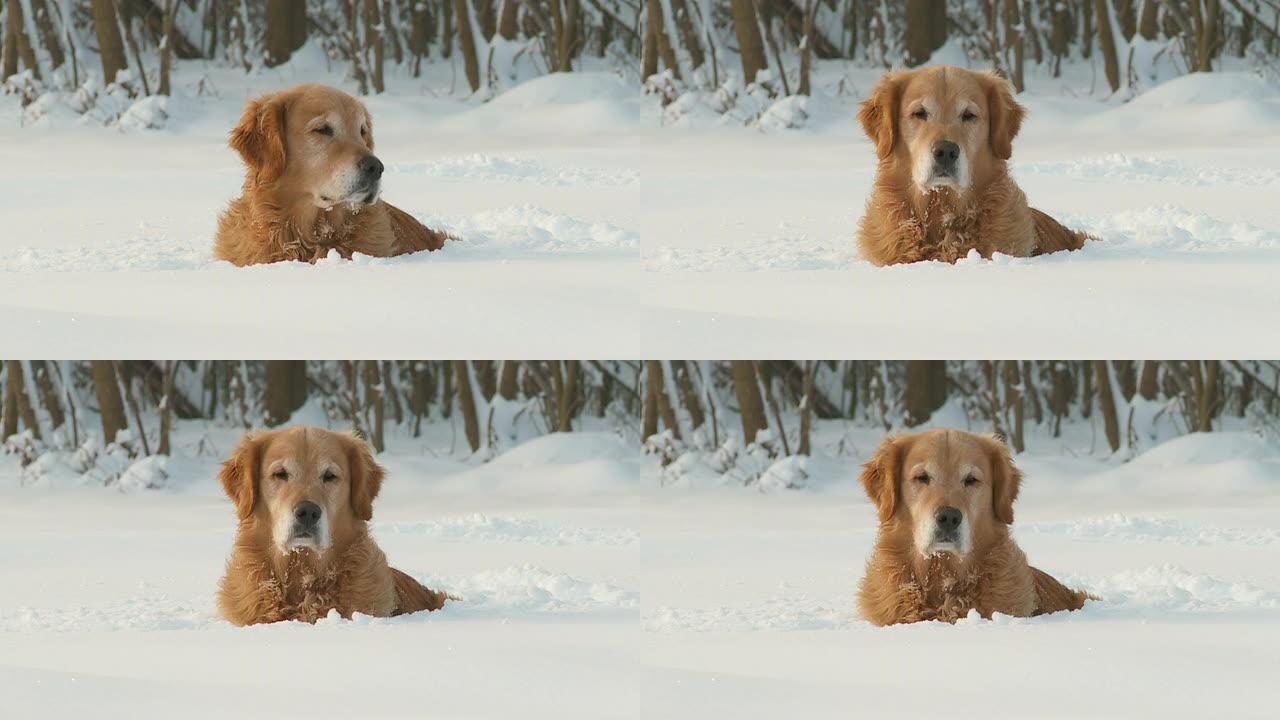 HD DOLLY：躺在雪地里的金毛寻回犬