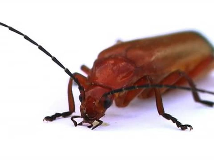 红甲虫步甲虫微距镜头触须触角