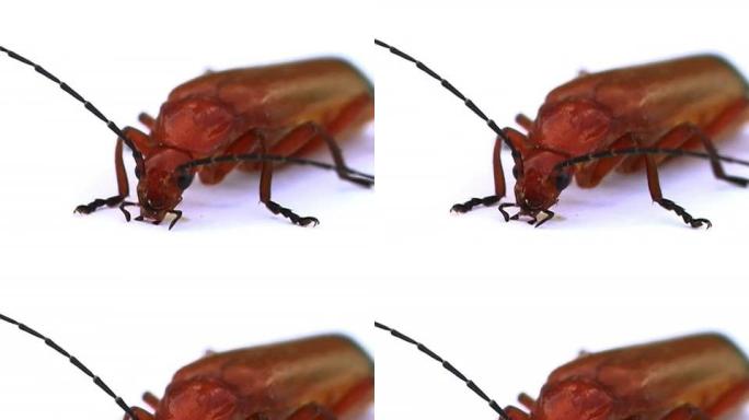 红甲虫步甲虫微距镜头触须触角