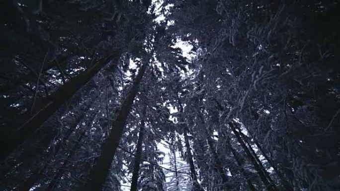 太阳在白雪皑皑的森林中移动