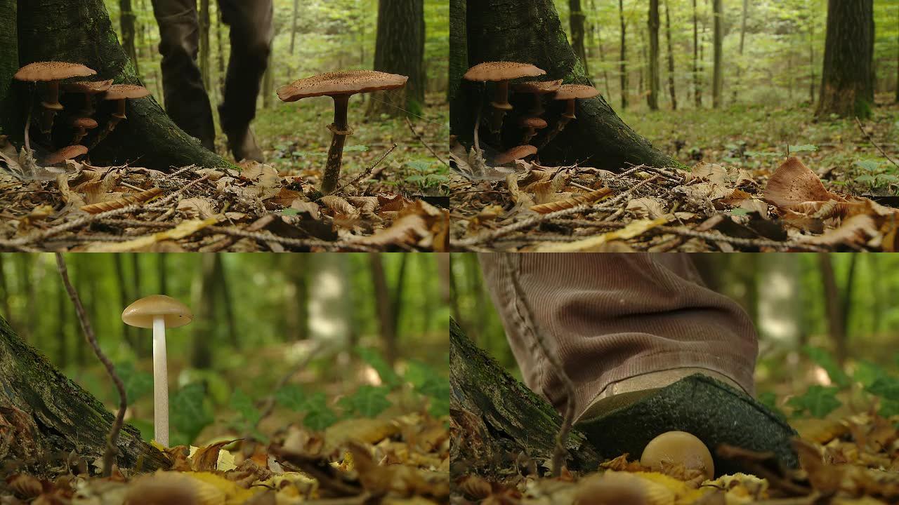 HD：踩在蘑菇上