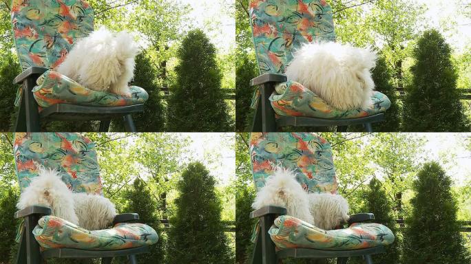 高清慢速动作：狗在椅子上跳跃