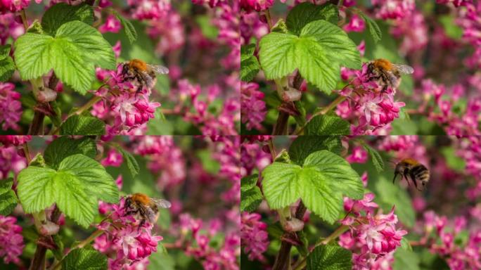 慢动作: 花上的蜜蜂