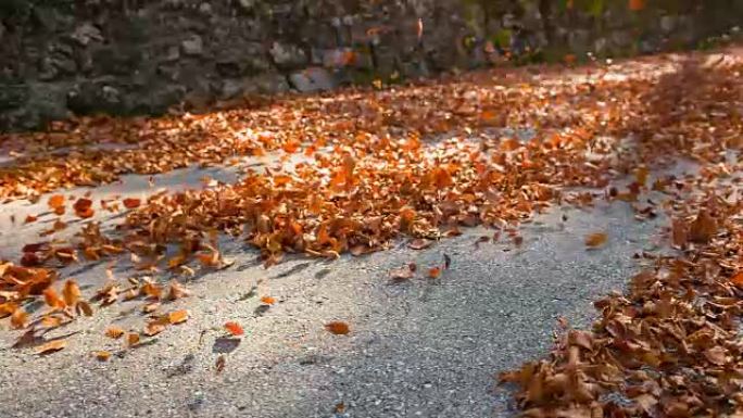 汽车在覆盖着五颜六色的秋叶的道路上行驶