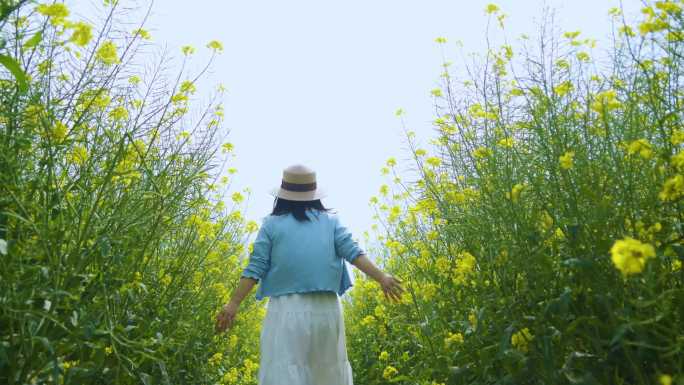 唯美女生背影手摸油菜花田间行走文艺清新