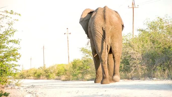 纳米比亚萨凡纳的LS佐大象