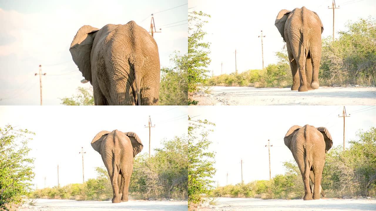 纳米比亚萨凡纳的LS佐大象