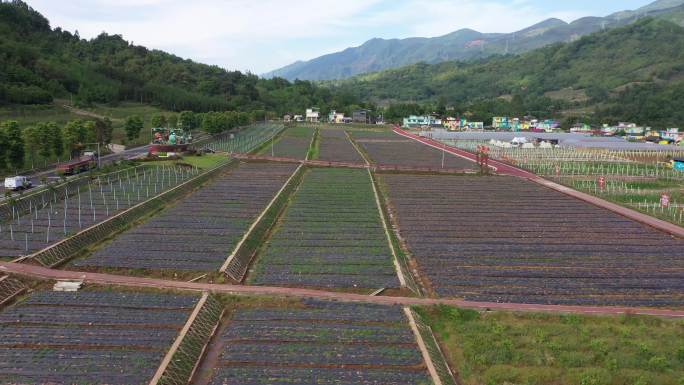 芦山生态农行