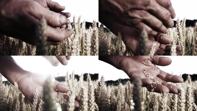 HD SUPER SLOW MO：农民的手在掉落小麦粒