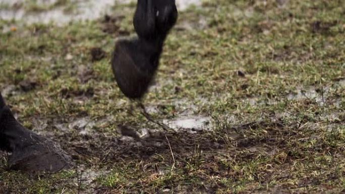 用爪子抓地的马黑马奔跑养殖场