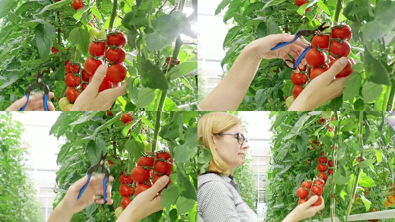 女园丁女士从植物中收获西红柿