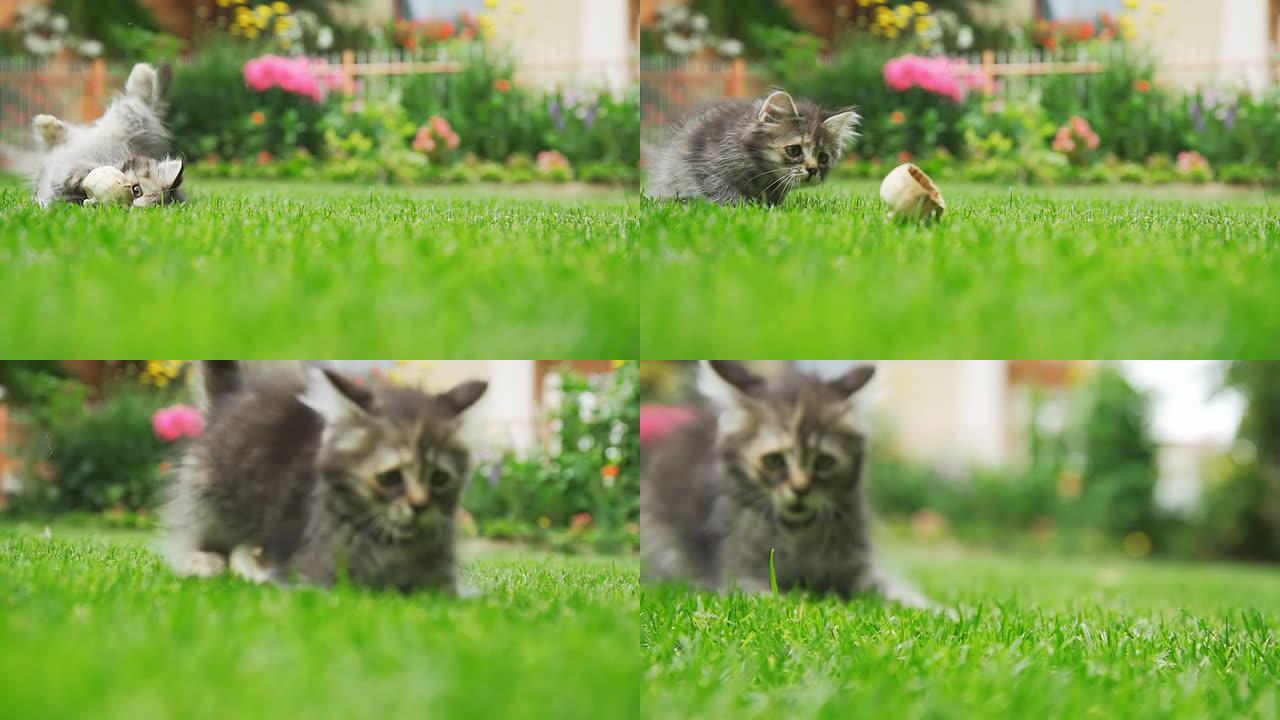 高清超级慢镜头：小猫追着玩具跑