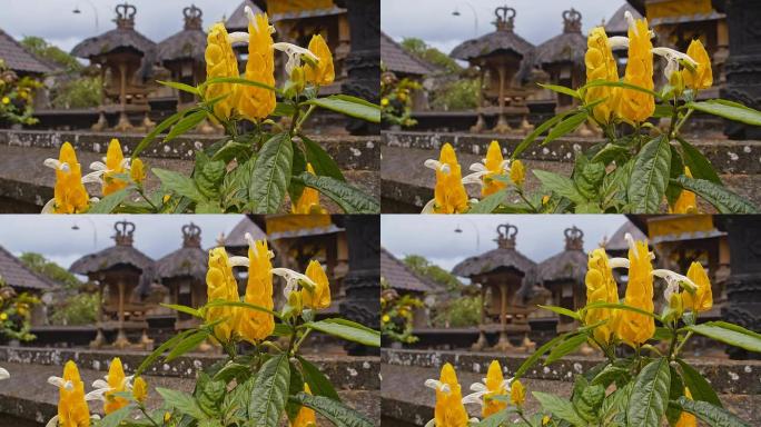 MS印度寺庙里的热带花卉