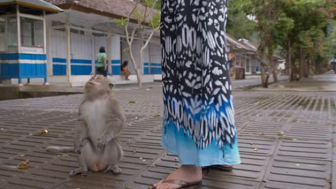 LS游客喂猴子游客喂猴子