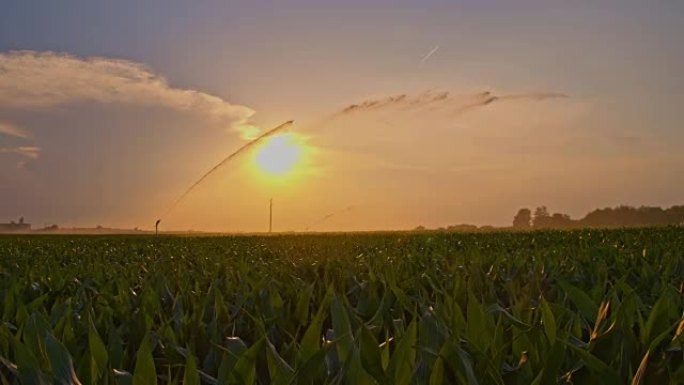 日落时玉米田的DS灌溉