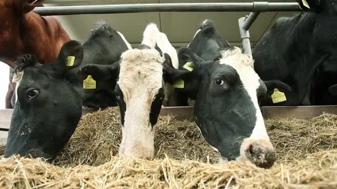谷仓里的奶牛奶牛群吃草大草原平原畜牧奶粉