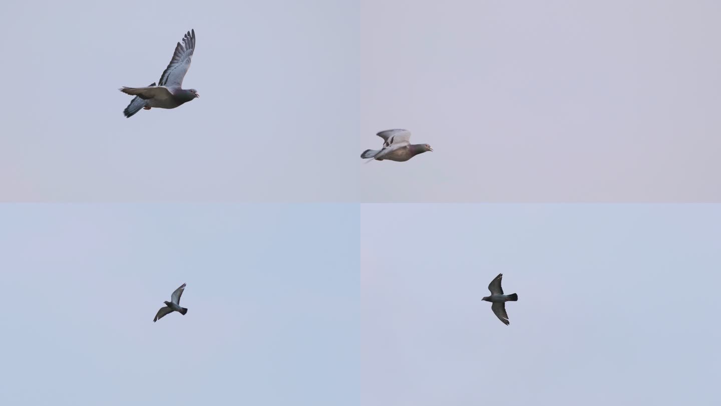 4K独自飞翔鸽子 高速摄影信鸽赛鸽和平鸽